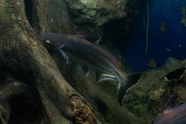 Salyangoz yiyen pangasius balık