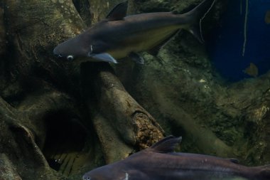 Salyangoz yiyen pangasius balık