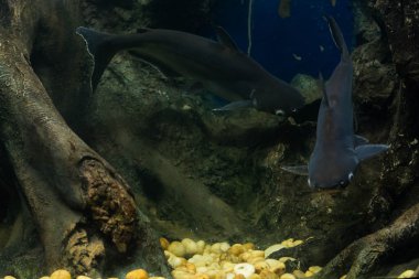 Salyangoz yiyen pangasius balık