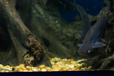 Salyangoz yiyen pangasius balık