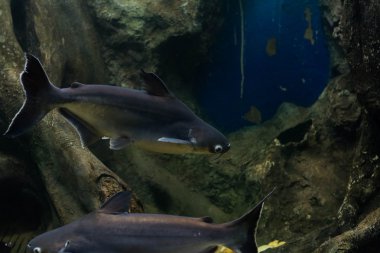 Salyangoz yiyen pangasius balık