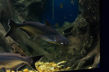 Salyangoz yiyen pangasius balık