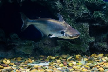 Tropikal balık siyah kulak yayın balığı, Güneydoğu Asya nehirlerdeki yaşıyor