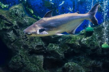 Tropikal balık siyah kulak yayın balığı, Güneydoğu Asya nehirlerdeki yaşıyor