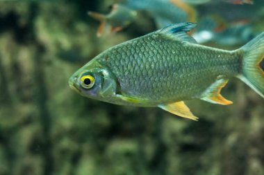 Sazangiller balık bir cam kabin