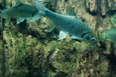 Java barb, gümüş barb