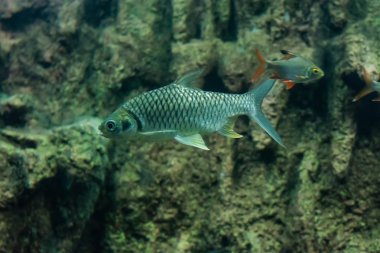 Java barb, gümüş barb