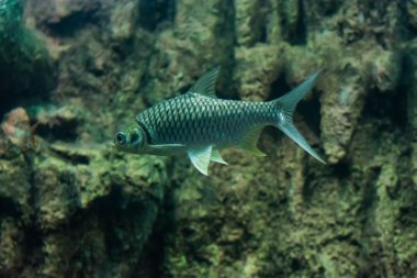 Java barb, gümüş barb