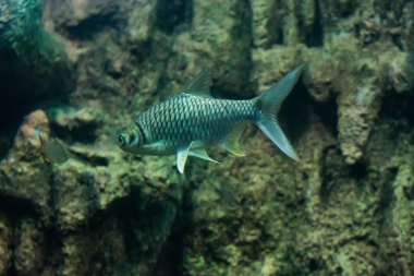 Java barb, gümüş barb