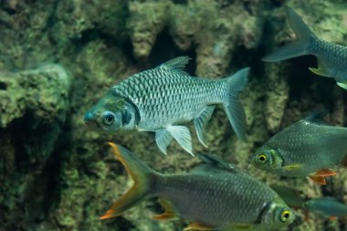 Java barb, gümüş barb