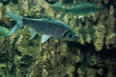 Java barb, gümüş barb