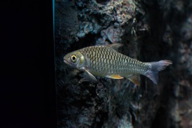 Java barb, gümüş barb