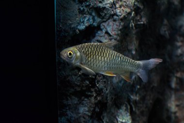 Java barb, gümüş barb