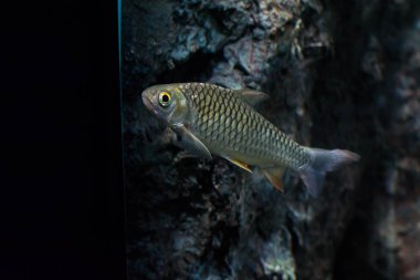 Java barb, gümüş barb