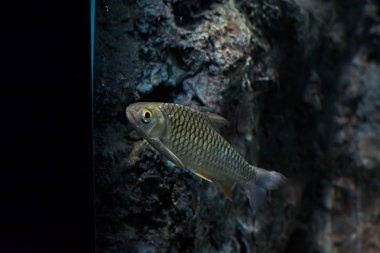 Java barb, gümüş barb