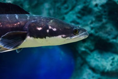 Balık bir cam kabin yılan.