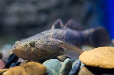 Uykulu kayabalığı, mermer uyuyan balık