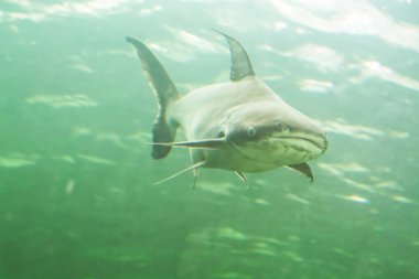 Mekong Dev yayın balığı Tayland