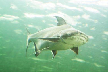 Mekong Dev yayın balığı Tayland