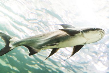 Mekong Dev yayın balığı Tayland