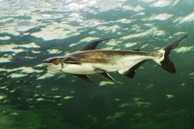 Mekong Dev yayın balığı Tayland