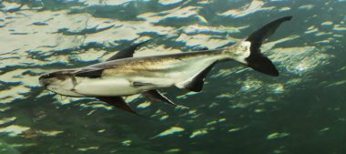 Mekong Dev yayın balığı Tayland