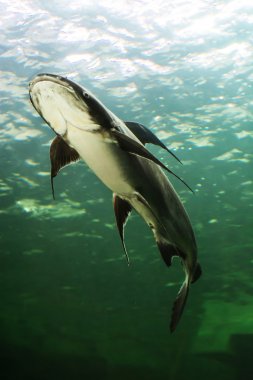 Mekong Dev yayın balığı Tayland