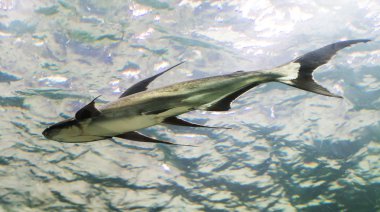 Mekong Dev yayın balığı Tayland