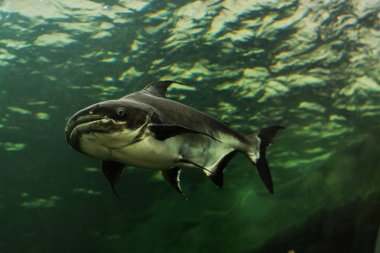 Mekong Dev yayın balığı Tayland