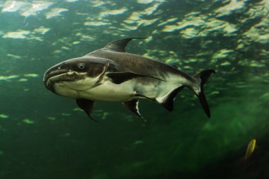 Mekong Dev yayın balığı Tayland