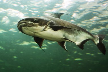 Mekong Dev yayın balığı Tayland