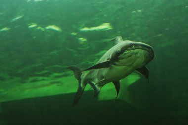 Mekong Dev yayın balığı Tayland