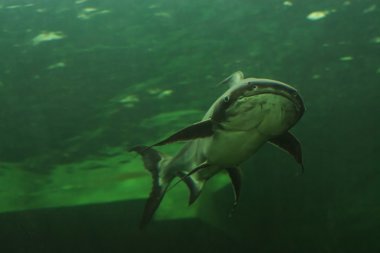 Mekong Dev yayın balığı Tayland