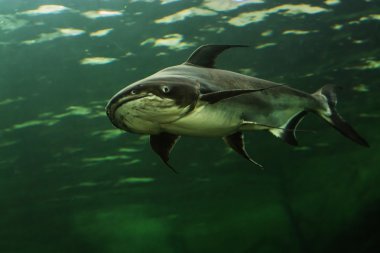 Mekong Dev yayın balığı Tayland