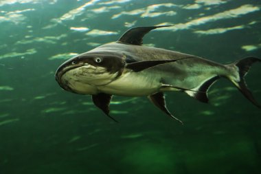 Mekong Dev yayın balığı Tayland