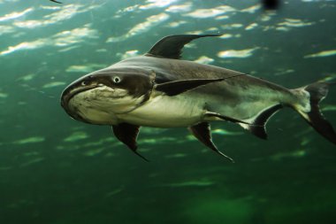 Mekong Dev yayın balığı Tayland