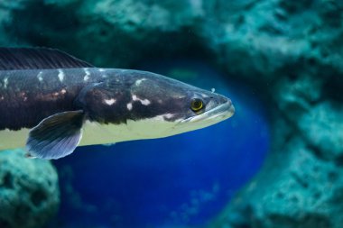 Balık kabinede büyük yılanbaşı