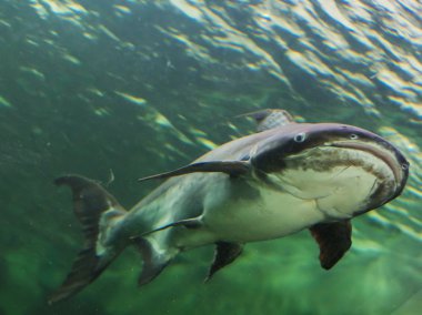 Mekong Dev yayın balığı Tayland