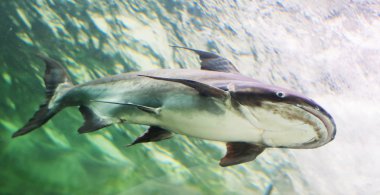 Mekong Dev yayın balığı Tayland