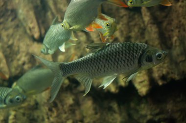 deli sazan, sultan balık