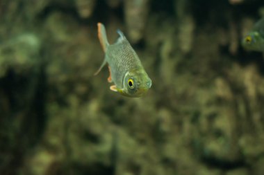 deli sazan, sultan balık