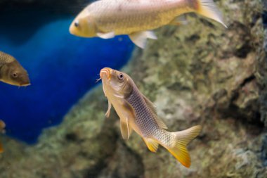 Sazan (Cyprinus Carpio )