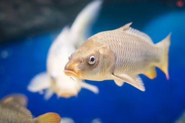 Sazan (Cyprinus Carpio )