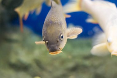 Sazan (Cyprinus Carpio )