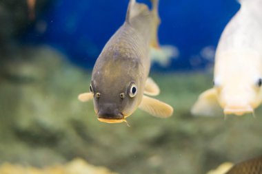 Sazan (Cyprinus Carpio )