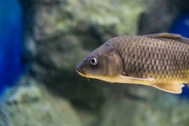 Sazan (Cyprinus Carpio )