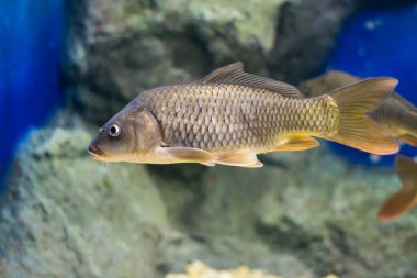 Sazan (Cyprinus Carpio )