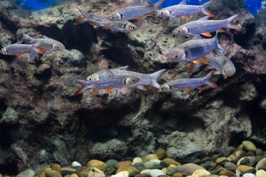 deli sazan, sultan balık