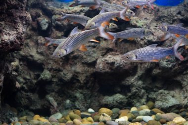 deli sazan, sultan balık