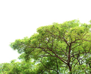 yaprak ve dal arka plan